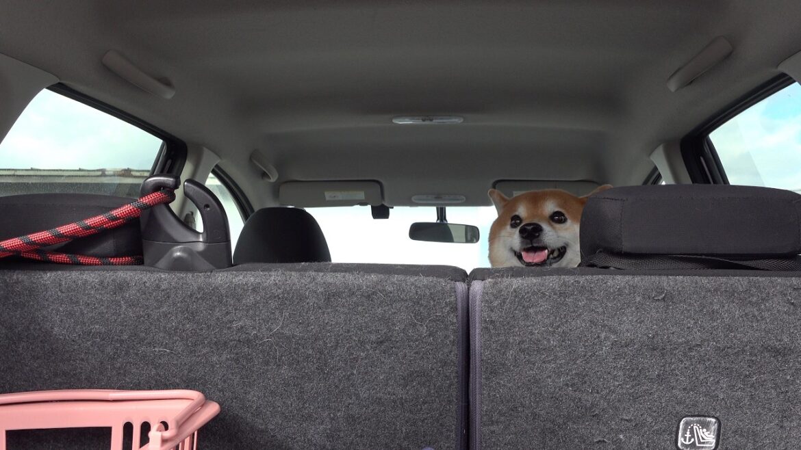 辛いことが続き10月の予定全部キャンセルになったので柴犬を連れ出した。