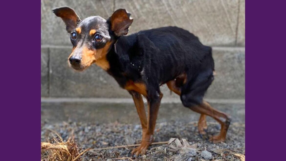 Cachorrinha Resgatada Do Descaso Se Transforma Em 4 Meses! Cachorrinha Resgatada Do Descaso Se Transforma Em 4 Meses!