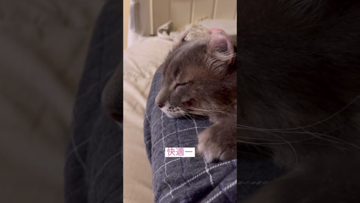 モーニング #ねこ動画 #アメリカンカール #catvideos