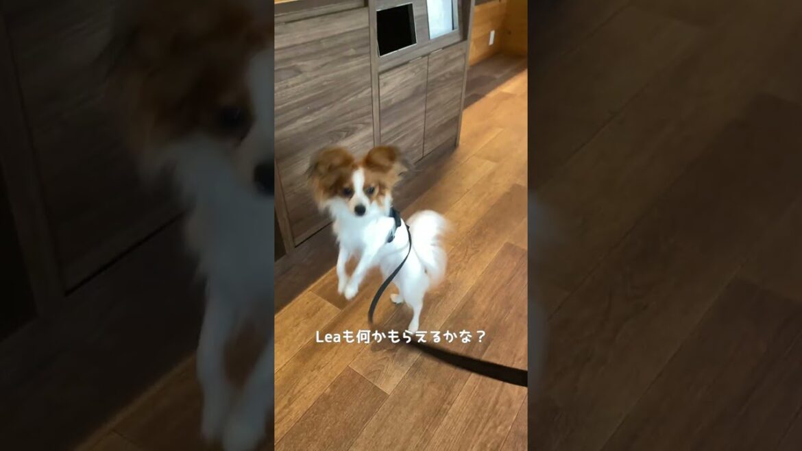 【Villa お伽噺】初めてのお泊り旅行 #Papillon #パピヨン #Lea #お伽噺 #旅行