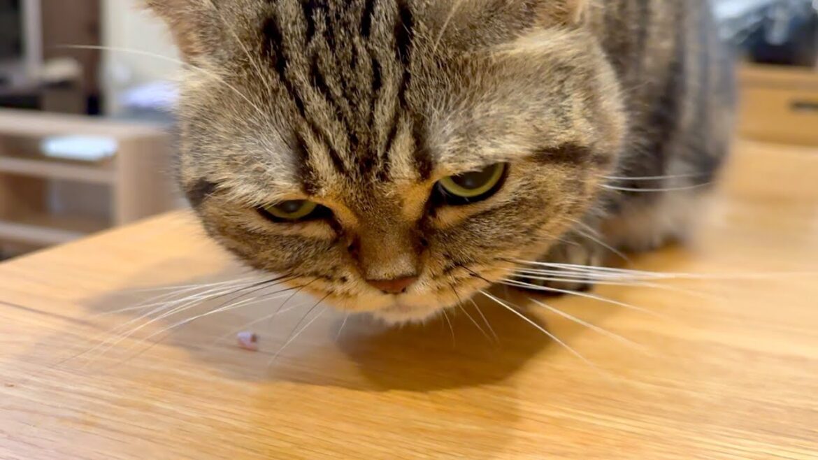 メルの好きなお魚が新しく発見されました！