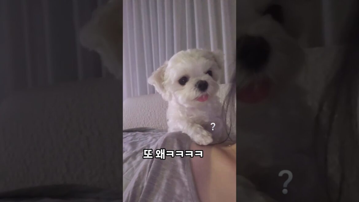 어깨손..🐾 #귀여운강아지