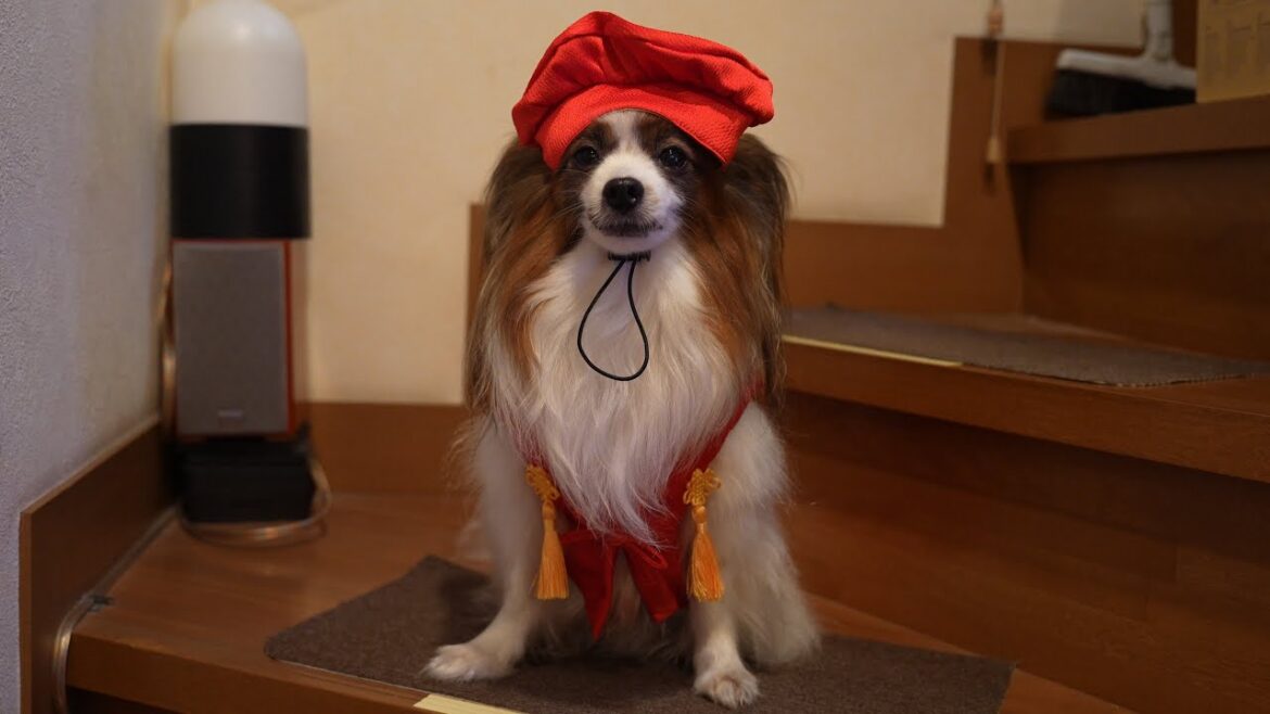 11歳は人間だと60歳なので還暦祝いに赤いちゃんちゃんこを着てお祝いした🎉 11歳は人間だと60歳なので還暦祝いに赤いちゃんちゃんこを着てお祝いした🎉