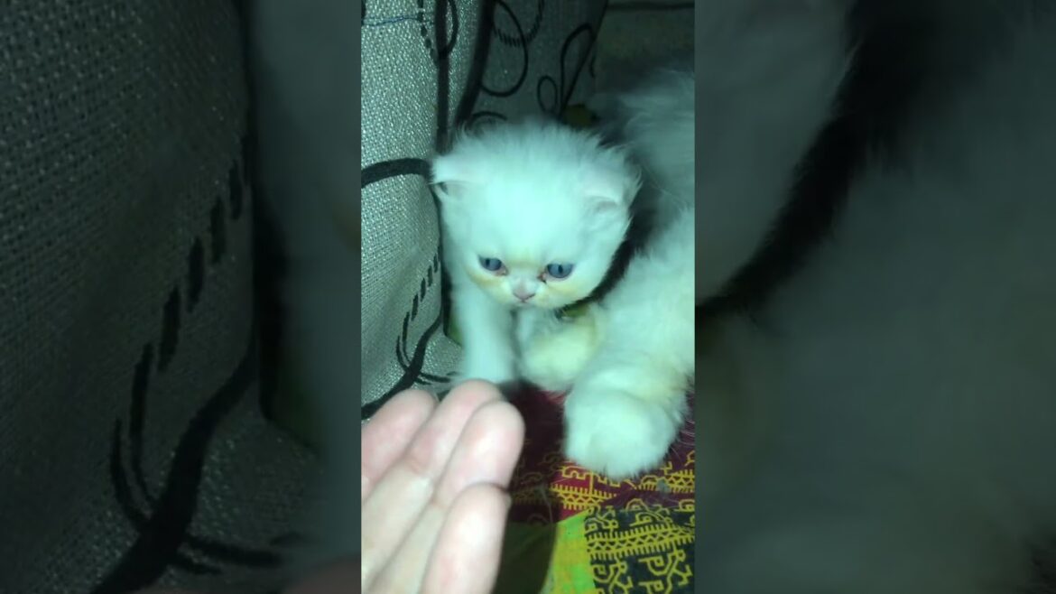 cute kitty walk🥰🥰#cat #cute#kitten #cutecat #赤ちゃん #子ネコ #kucinganggoralucudanimut #好きな子猫 #youtuber