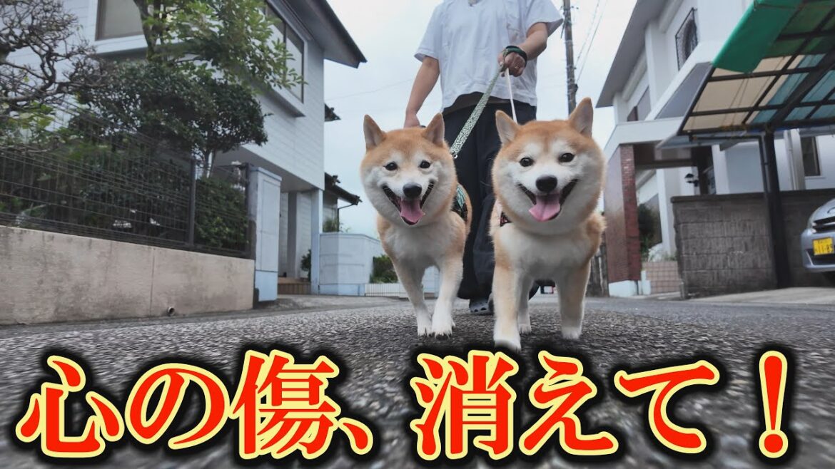 ドッグランでのトラウマから、まともに散歩が出来なくなった柴犬の現在の様子を公開します。 ドッグランでのトラウマから、まともに散歩が出来なくなった柴犬の現在の様子を公開します。