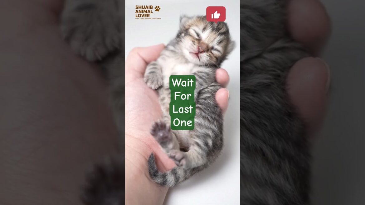 cute kitten calling mom || cat cat and kitten #cat #shorts #ytshorts cute kitten calling mom || cat cat and kitten #cat #shorts #ytshorts