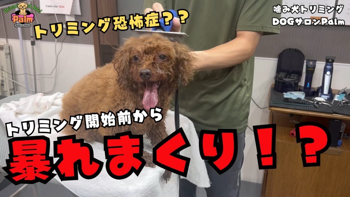 【初来店】久しぶりの緊張感!?トイプードルの噛み犬トリミング!! 【初来店】久しぶりの緊張感!?トイプードルの噛み犬トリミング!!