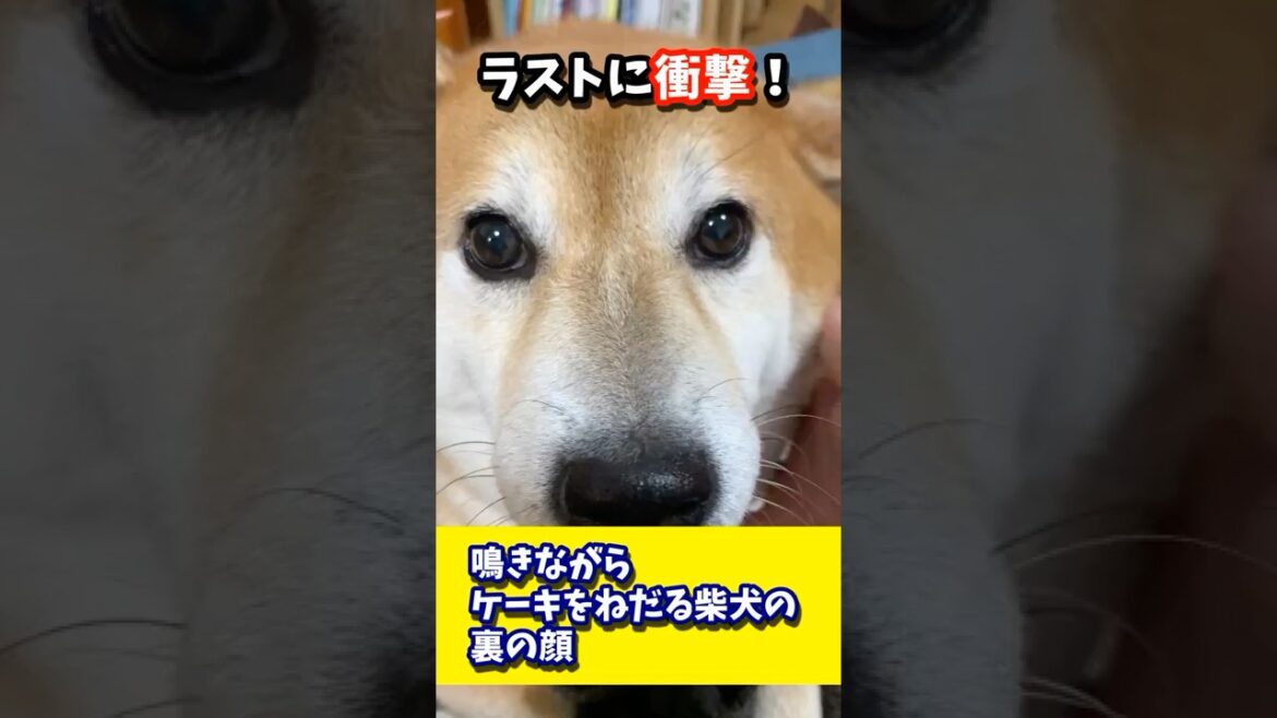 泣きながらケーキをねだる柴犬の裏の顔 #shibadog #柴犬 #sibainu  #犬のいる生活 #shorts 泣きながらケーキをねだる柴犬の裏の顔 #shibadog #柴犬 #sibainu  #犬のいる生活 #shorts