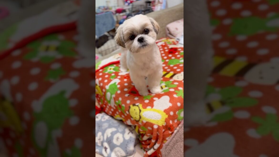 【ノーズワーク】ハナちゃんのイチゴ狩り🍓🐶🌸 #shorts #シーズー #shihtzu #ノーズワーク