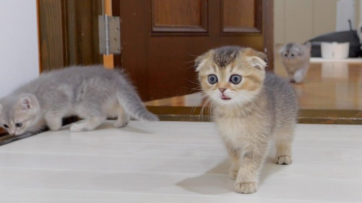 The kitten embarking on a great adventure in daddy cat’s room was so cute! The kitten embarking on a great adventure in daddy cat's room was so cute!