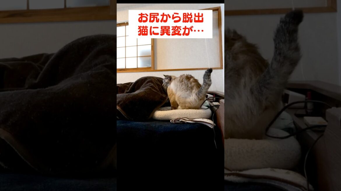猫の異変 猫の異変