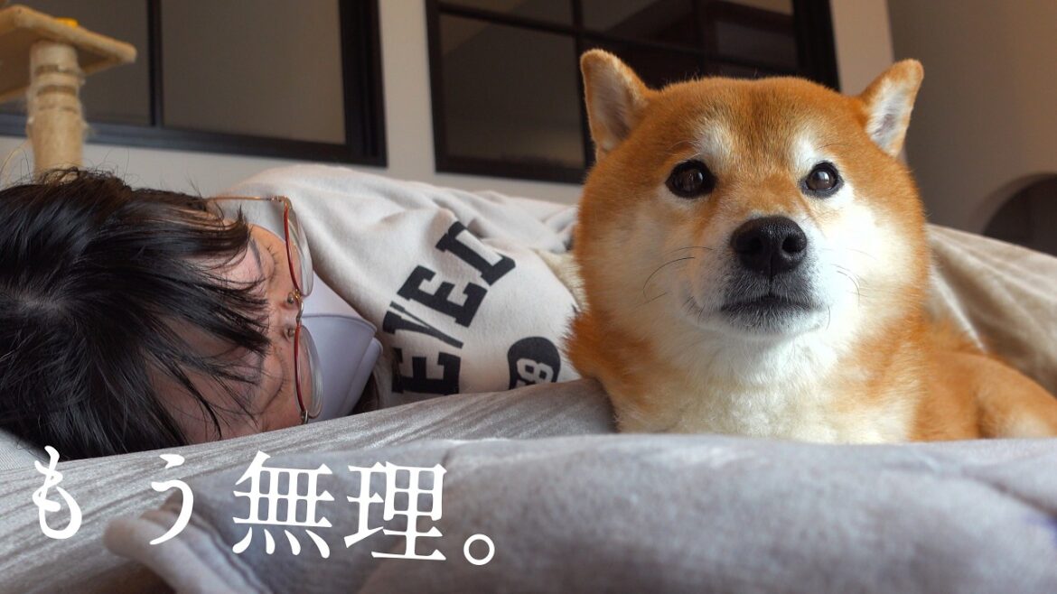 もうムリ!柴犬はママとのお昼寝で限界がきたようです。。 もうムリ!柴犬はママとのお昼寝で限界がきたようです。。