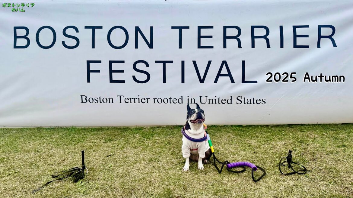 618頭のボステリが集まったボステリの祭典 ボストンテリアフェスティバル 2025秋 618頭のボステリが集まったボステリの祭典 ボストンテリアフェスティバル 2025秋