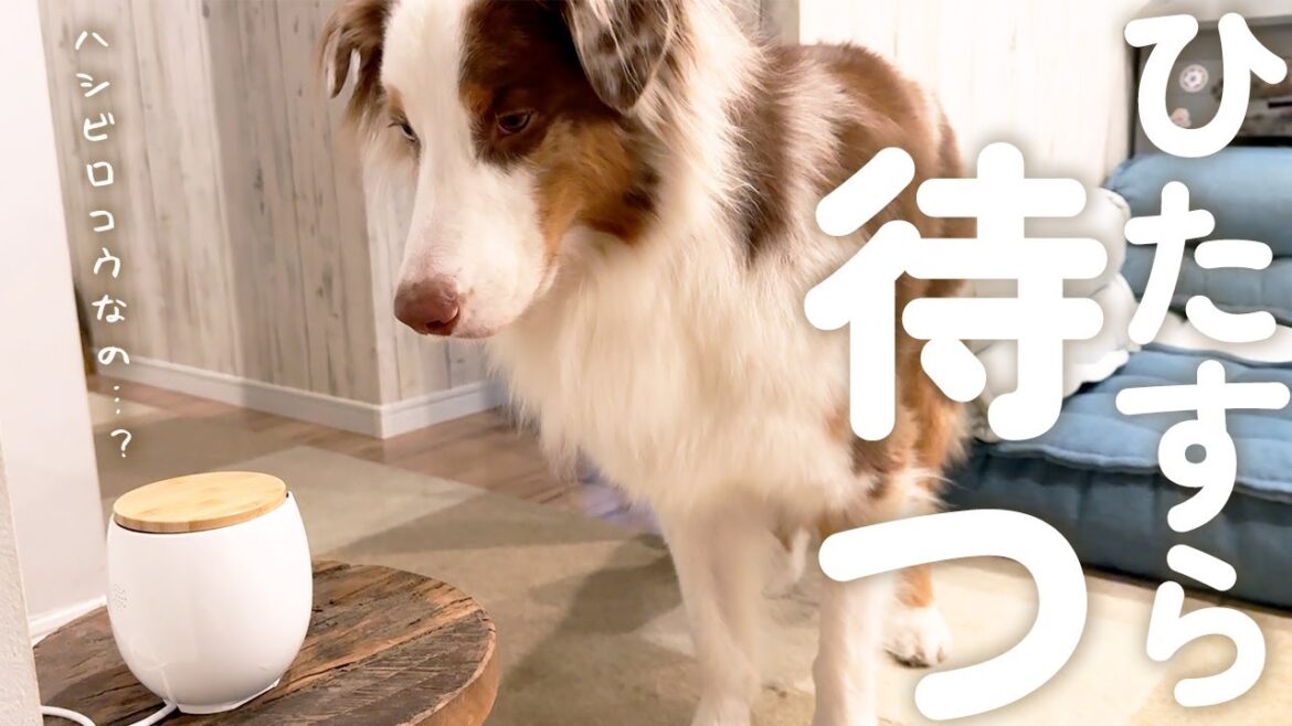 おやつの出るペットカメラ依存した犬がこちら…💦ひたすら待ち続けてます😂【ボーダーコリー・オーストラリアンシェパード】 おやつの出るペットカメラ依存した犬がこちら…💦ひたすら待ち続けてます😂【ボーダーコリー・オーストラリアンシェパード】