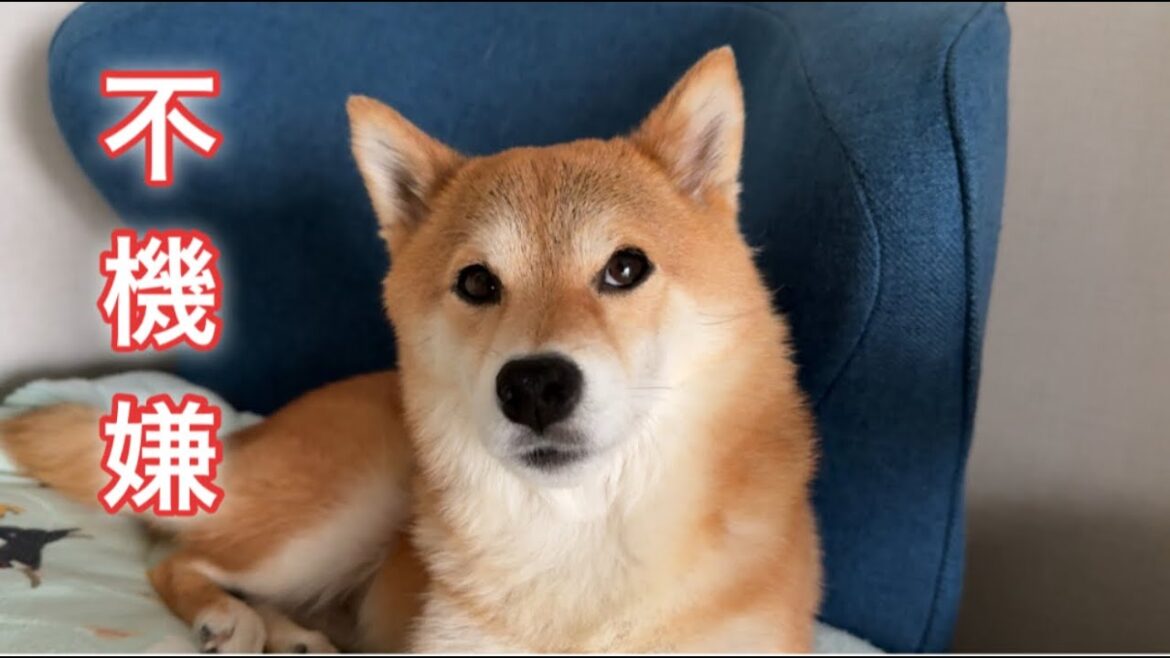 パパに真夜中のとある秘密がバレてしまい不機嫌になる柴犬が可愛い