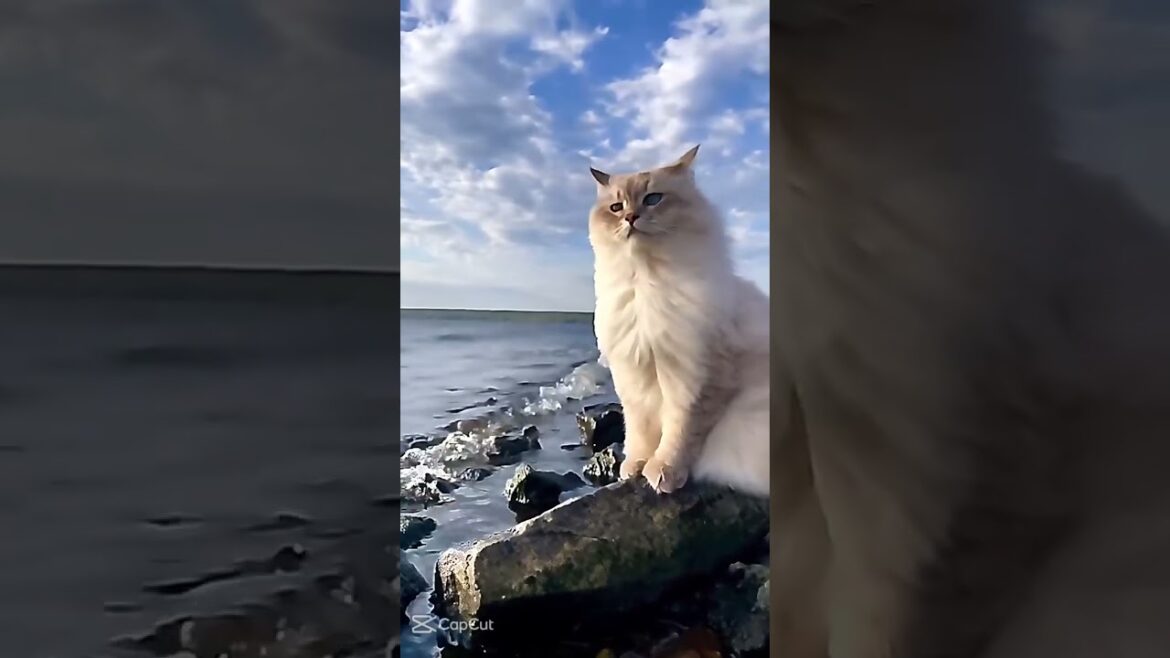 Cutest Cat Ever! 🐾 Funny & Cute Cat Movement Video ❤️ | #shorts #cat #foryou #pets #youtubeshorts Cutest Cat Ever! 🐾 Funny & Cute Cat Movement Video ❤️ | #shorts #cat #foryou #pets #youtubeshorts