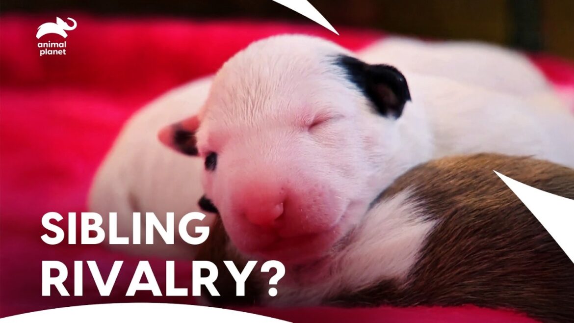 8 匹のブル テリアの子犬が暴れ回る – 母親にとってこれまでで最も大変な挑戦 | かわいすぎる | アニマル プラネット 8 匹のブル テリアの子犬が暴れ回る - 母親にとってこれまでで最も大変な挑戦 | かわいすぎる | アニマル プラネット