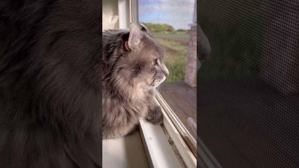 ニャンコ街道 #ねこ動画 #アメリカンカール #カールくん