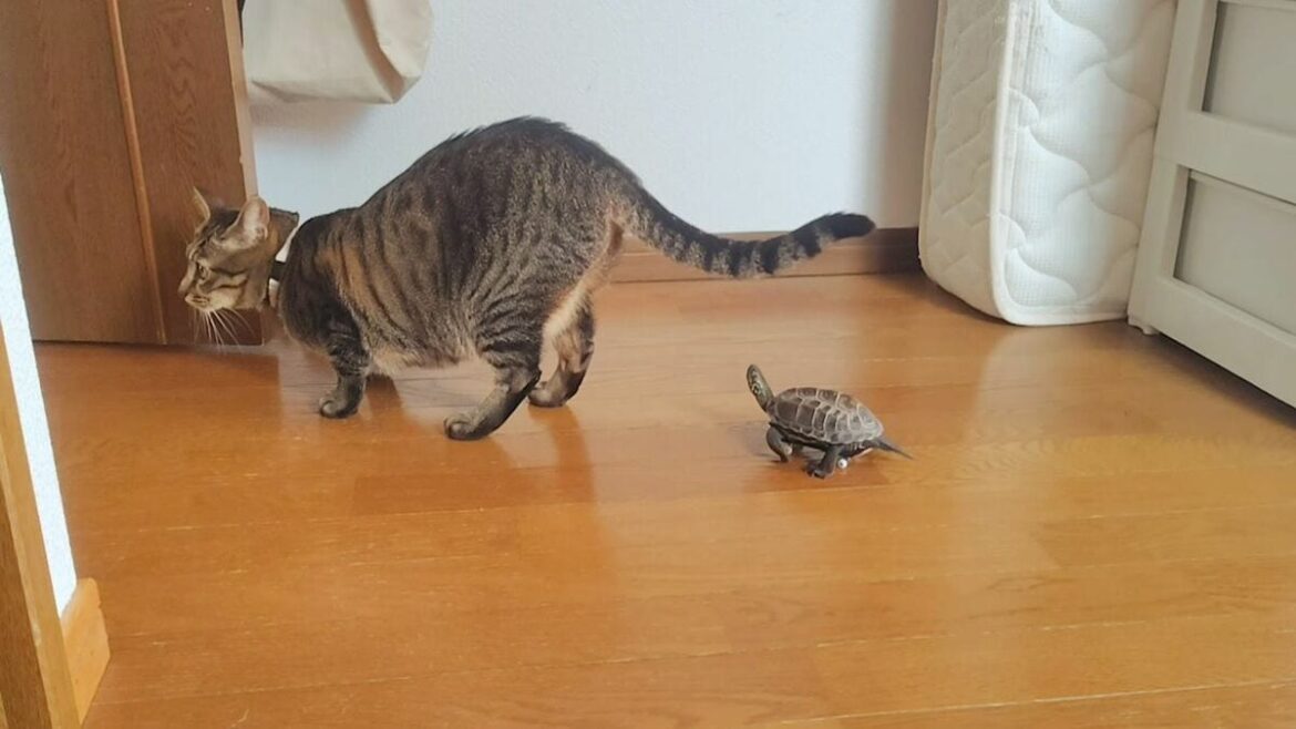 【200万再生】猫を追いかける亀を「指スケボー」に乗せてみた…?ニンテンドーSwitchゲームにもなった、世界中で注目されるクサガメが持つ凄い力 | ワンでもニャンでもない家族 | 東洋経済オンライン 【200万再生】猫を追いかける亀を「指スケボー」に乗せてみた…?ニンテンドーSwitchゲームにもなった、世界中で注目されるクサガメが持つ凄い力 | ワンでもニャンでもない家族 | 東洋経済オンライン