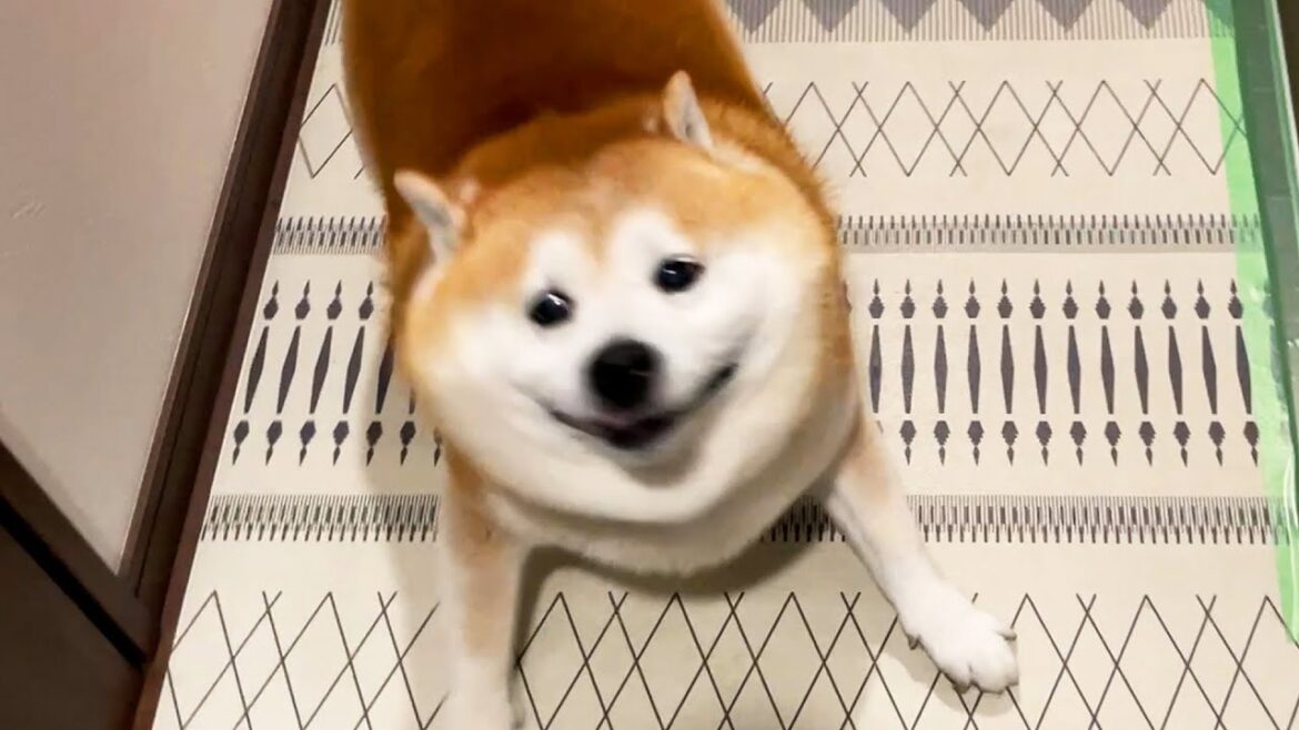 家族と再会すると、時々嬉しくてアフアフおしゃべりさんになってしまう柴犬