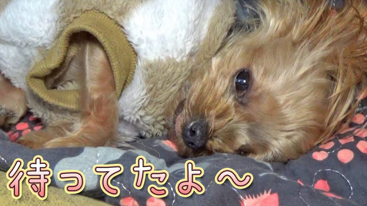【ヨークシャテリア】待ってたアレがやって来た‼【Yorkshire Terrier】 【ヨークシャテリア】待ってたアレがやって来た‼【Yorkshire Terrier】