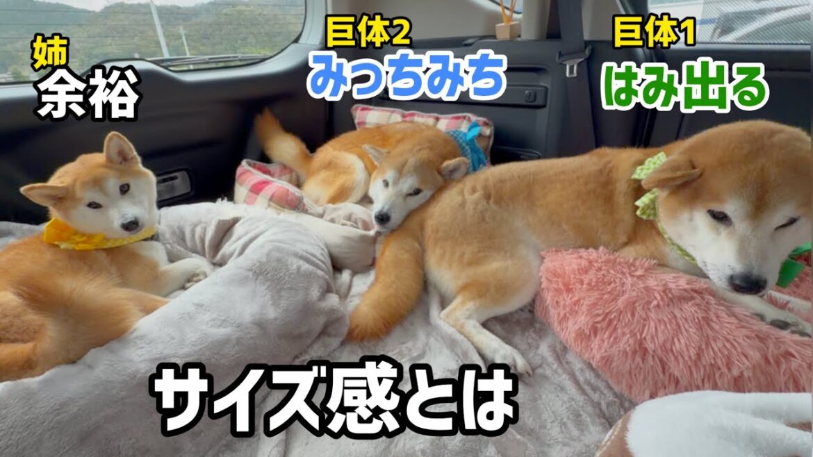 柴犬きょうだいのベッドのサイズ感が合ってませんがそれもとても可愛いw 柴犬きょうだいのベッドのサイズ感が合ってませんがそれもとても可愛いw