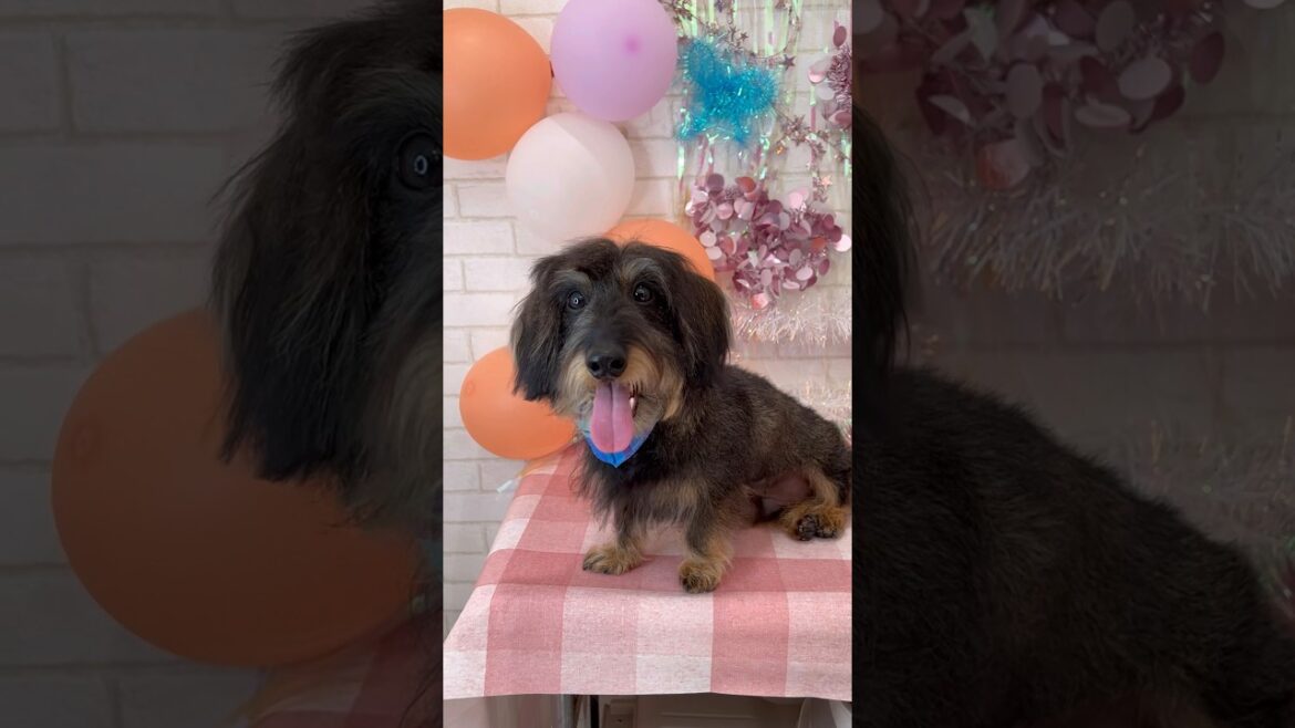 ワイヤーダックスのシャンプー　ピースくん #ショート #dog #ぱくぱく #和歌山#ワイヤーダックス#トリミングサロン#ペットホテル