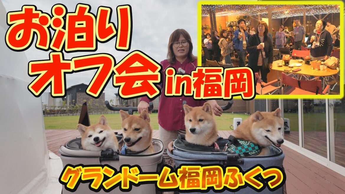 視聴者様の笑顔に、豆柴4兄妹も大喜びの一日になりました。#グランドーム福岡ふくつ 視聴者様の笑顔に、豆柴4兄妹も大喜びの一日になりました。#グランドーム福岡ふくつ