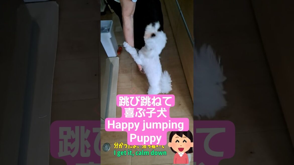 飛び跳ねて喜ぶシニアと暮らすマルチーズ子犬「Most Heartwarming Dog Story Ever」 飛び跳ねて喜ぶシニアと暮らすマルチーズ子犬「Most Heartwarming Dog Story Ever」
