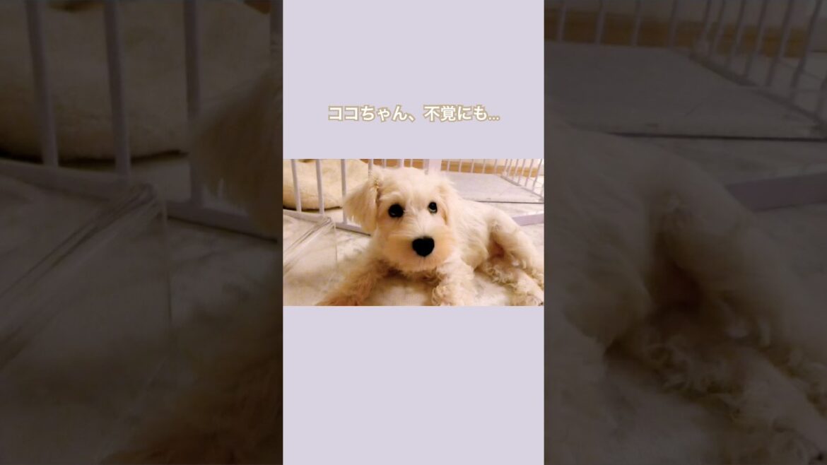 【白シュナの日常】まさかの気持ち良さ #ミニチュアシュナウザー #白シュナ #可愛い #日常 【白シュナの日常】まさかの気持ち良さ #ミニチュアシュナウザー #白シュナ #可愛い #日常