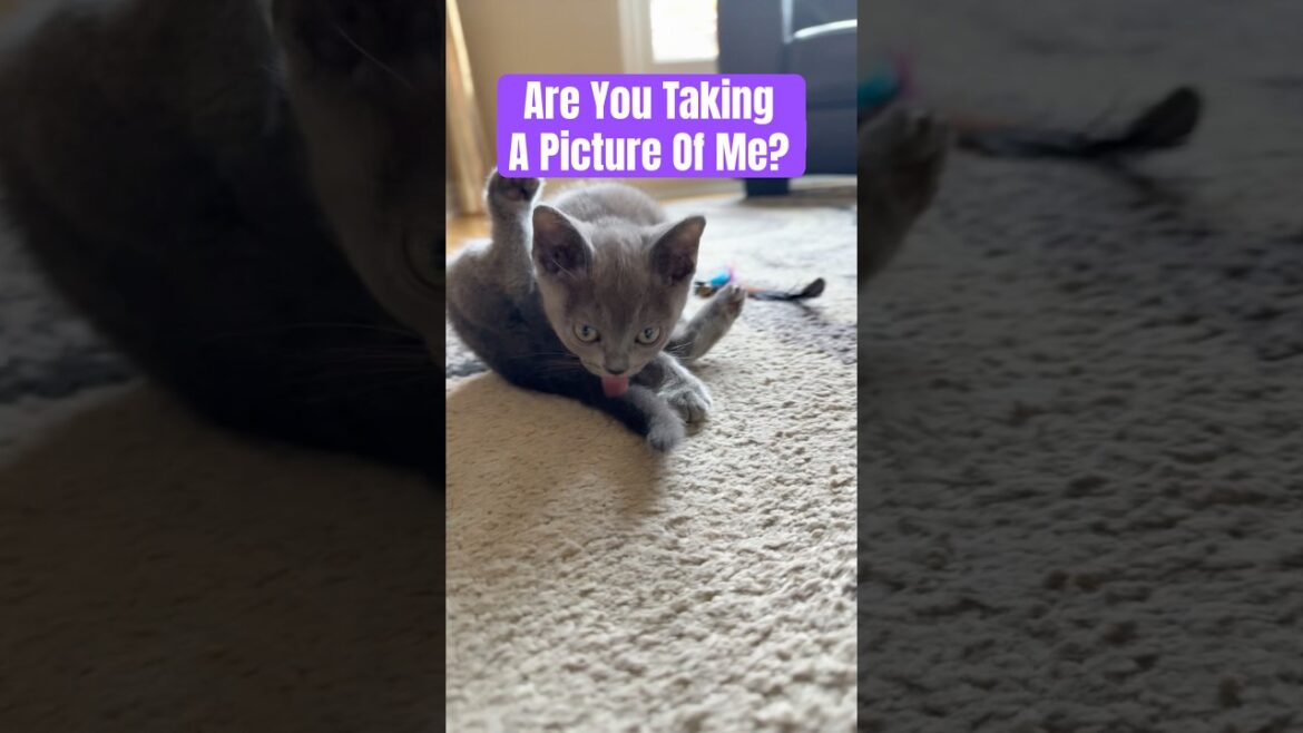 Queen Reign Baby Burmese Cat is so Cute