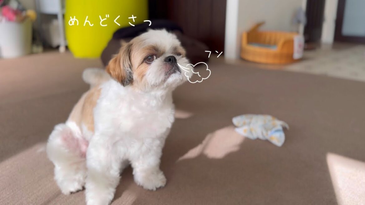 【シーズー】大好きなお洗濯を放棄!!急に反抗期が来るお犬さまw w w【犬Vlog】 【シーズー】大好きなお洗濯を放棄!!急に反抗期が来るお犬さまw w w【犬Vlog】