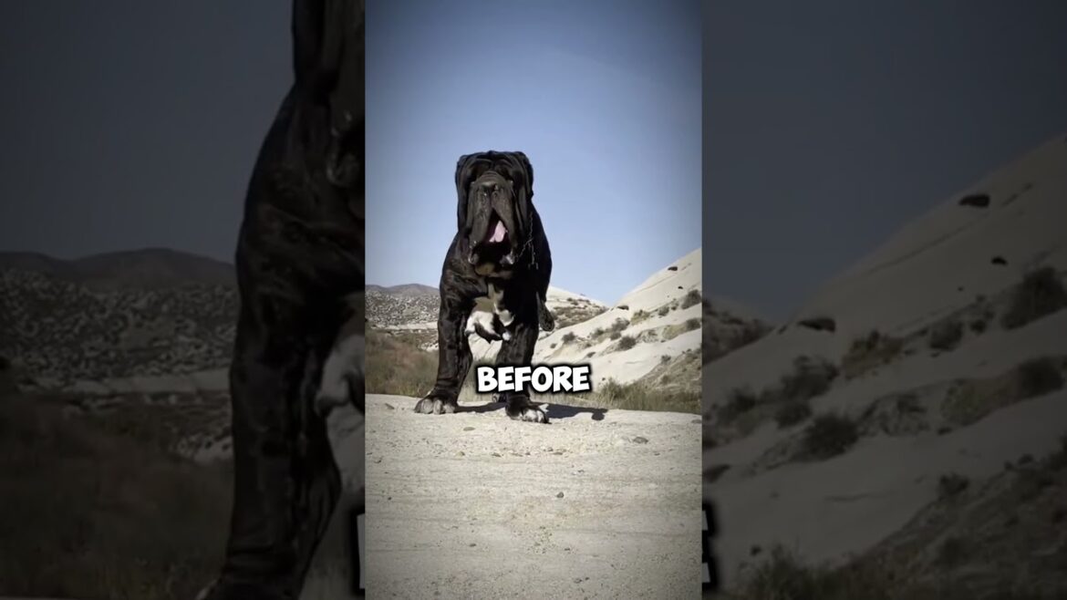 The Neapolitan Mastiff’s Loyalty Will Melt Your Heart The Neapolitan Mastiff’s Loyalty Will Melt Your Heart