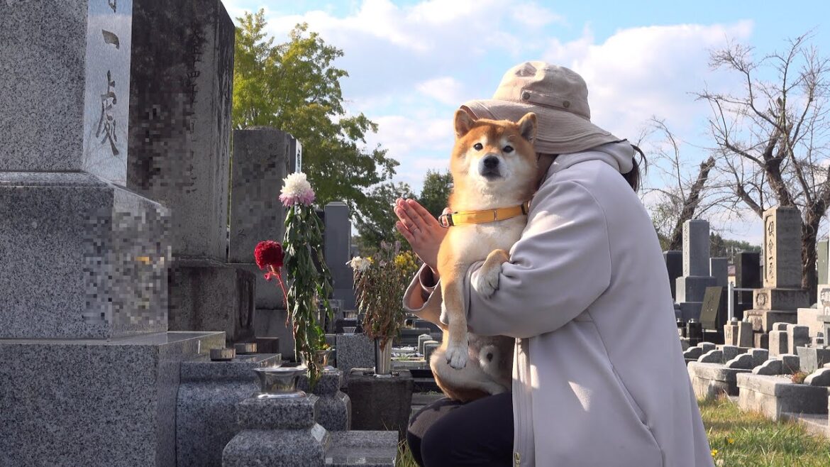 柴犬と共に亡き父へ報告に行きました。 柴犬と共に亡き父へ報告に行きました。