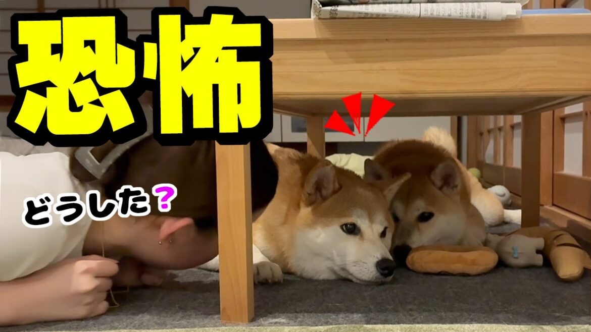 すごい怖い思いをしてしまい、柴犬姉妹がこうなりました… すごい怖い思いをしてしまい、柴犬姉妹がこうなりました…