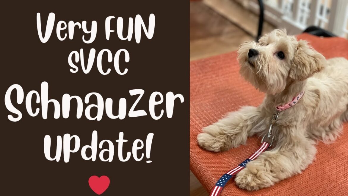 SVCCシュナウザーアップデート 2025年10月28日 SVCCシュナウザーアップデート 2025年10月28日