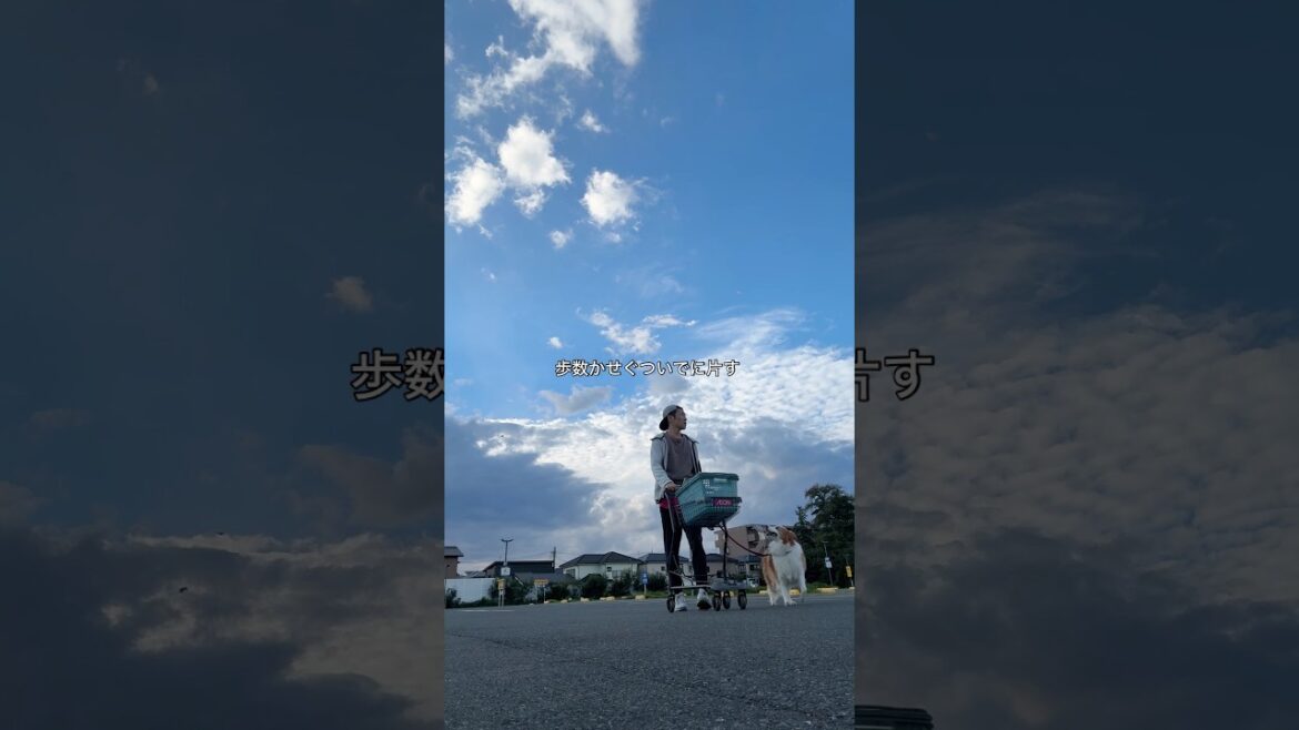 ボーダーコリーを飼う人へ、水曜日は好感度意識した散歩 #わんだブログ #vlog #bordercollie #中型犬#中年