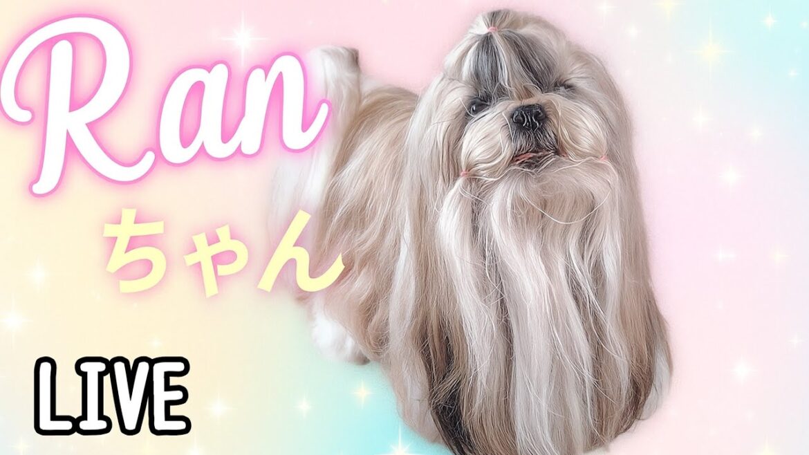 10月28日らんちゃん元気です…シーズーらんちゃんと錦鯉を飼っている　桜れなの日記　shihtz Ran and koi and piano Rena daily