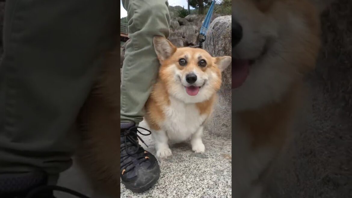川辺を軽快についてくるコーギー / A Corgi briskly following along the riverside. #コーギー #corgi #サクラ