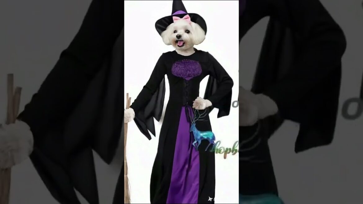 今日のマルチーズのルルはハロウィンですよ。（ルルの小部屋） #ai動画 #可愛い #大型犬のいる生活 #トイプードル #犬のいる生活 #cute #マルチーズ #愛犬 #puppy