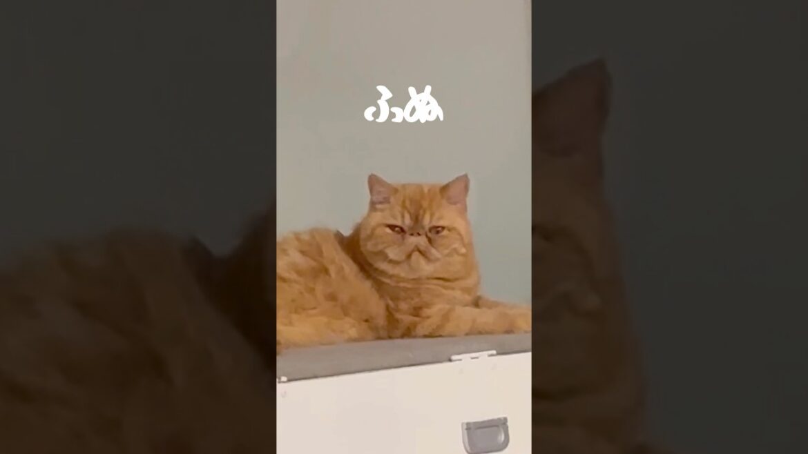 みんなのアイドルねこ💖エキゾチックショートヘア #エキゾチックショートヘアー #猫 #shorts