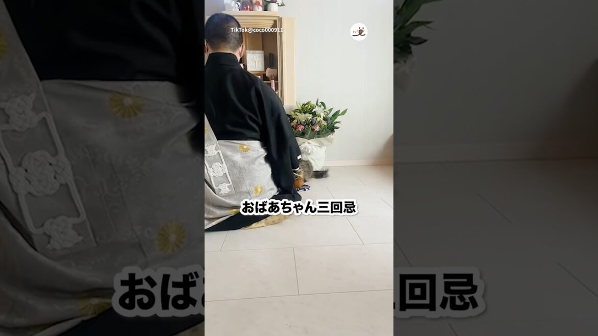 猫さん、気になる｜PECO