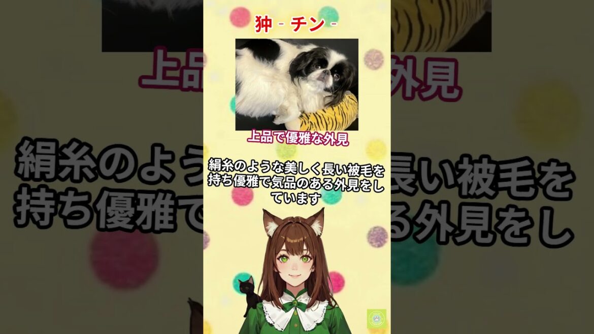 【狆】っていうわんこ、知っていますか？名前は【ちん】。日本のわんこなんです♪ #わんこラボ #犬 #狆