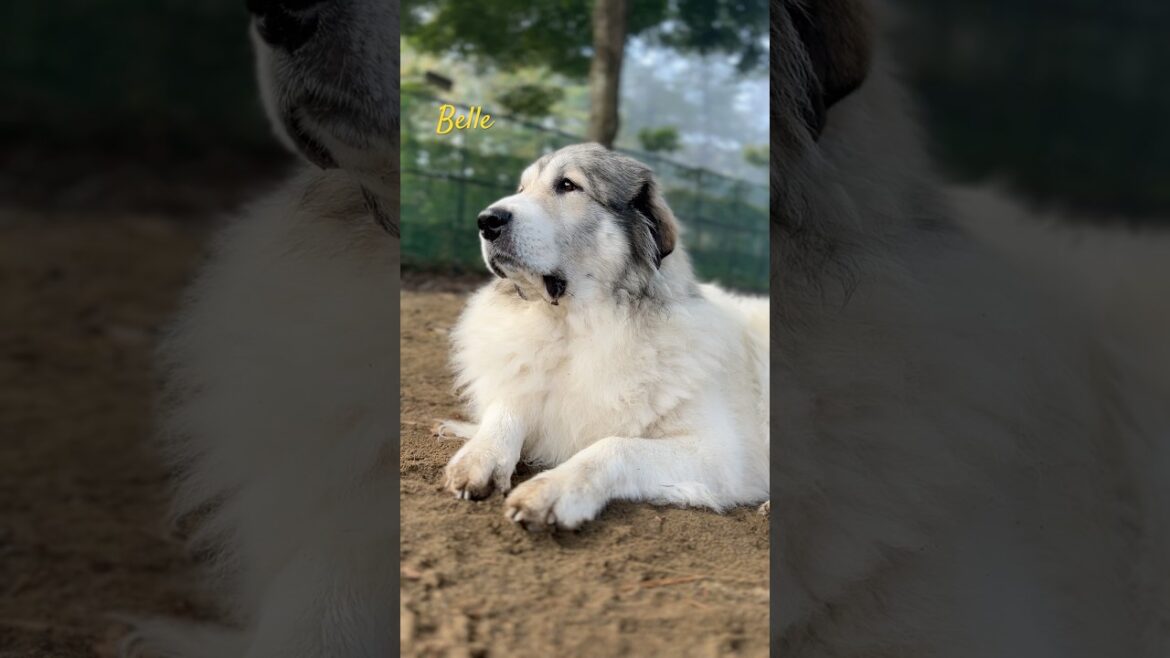 Belle ベル #greatpyrenees #todaysrunrun #グレートピレニーズ #今日のルンルン