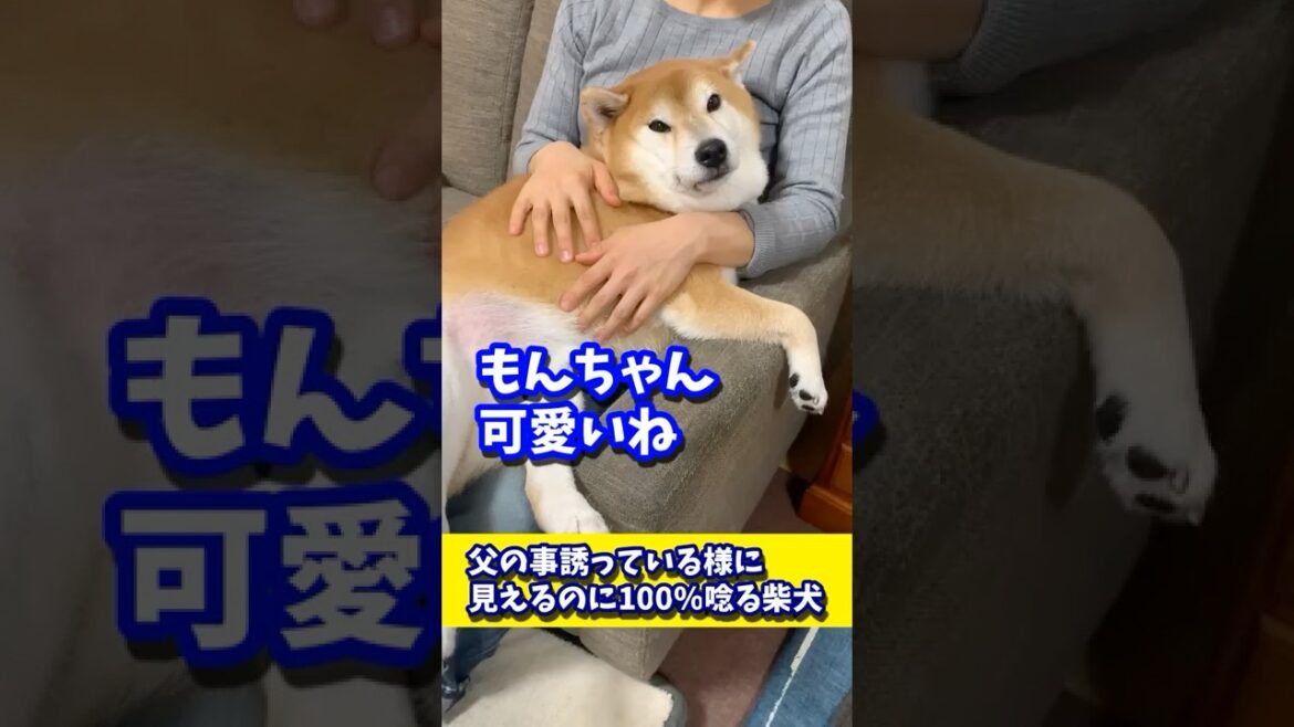 父の事誘っている様に見えるのに100%唸る柴犬 #shibadog #柴犬 #sibainu #犬のいる生活 #shorts 父の事誘っている様に見えるのに100%唸る柴犬 #shibadog #柴犬 #sibainu #犬のいる生活 #shorts