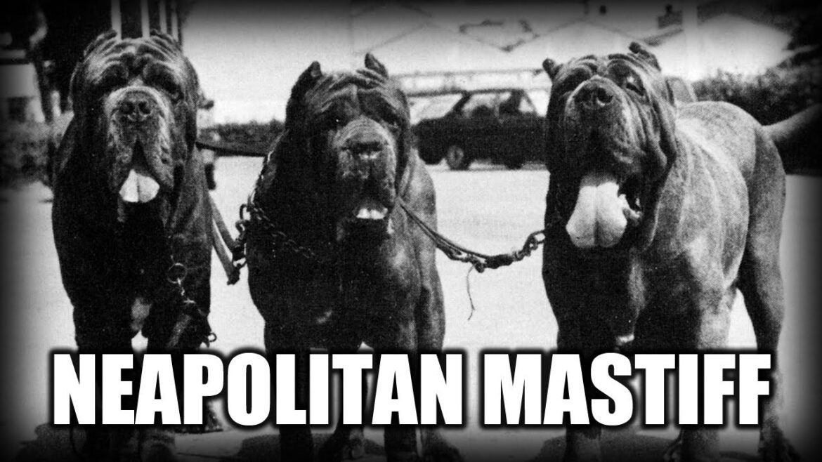 THE NEAPOLITAN MASTIFF - A QUICK LOOK AT THE HISTORY AND BREED STANDARD