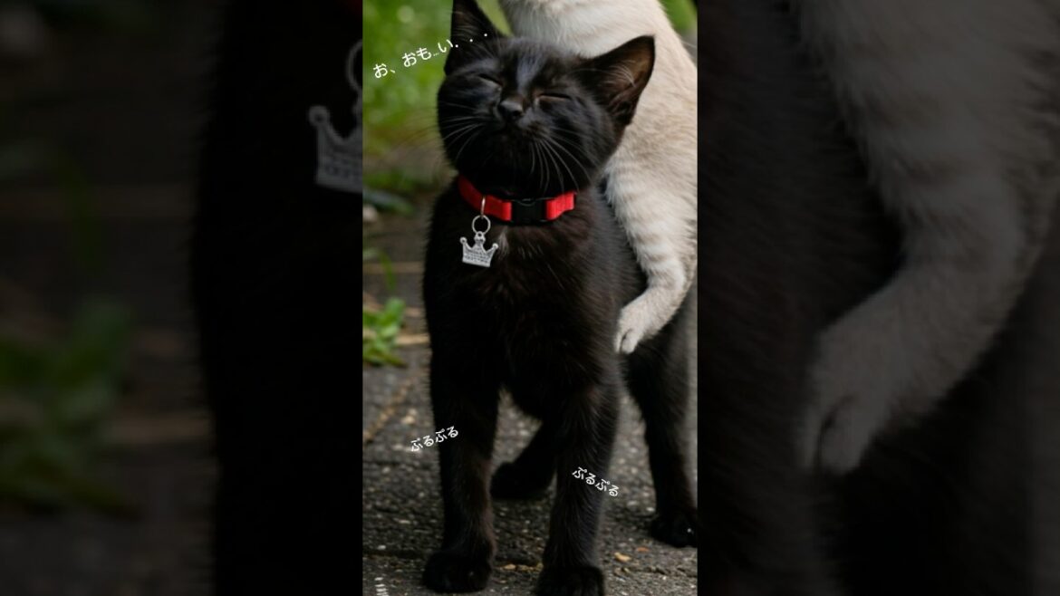 ジジ、たえる #猫 #黒猫 #シャムミックス #cat #shorts