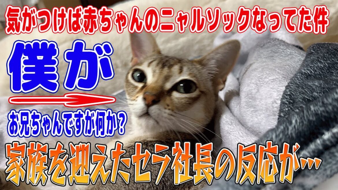 【シンガプーラ】家族を迎えたセラ社長の反応が…飼い主の赤ちゃんを警戒してた猫が気づいたら赤ちゃんのニャルソックになってたのがこちらの猫です！