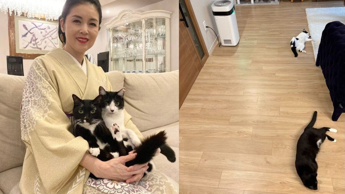 【 藤あや子 】愛猫オレオが “ヘソ天ぱぁ” 「床暖つきました」で猫たち安心の秋冬へ(TBS NEWS DIG Powered by JNN) 【 藤あや子 】愛猫オレオが “ヘソ天ぱぁ” 「床暖つきました」で猫たち安心の秋冬へ(TBS NEWS DIG Powered by JNN)