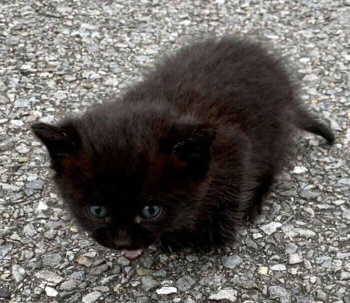 公園の茂みから現れた険しい顔の子猫→保護から6年、「無防備すぎる姿」にほっこり!(ねこのきもち WEB MAGAZINE) – Yahoo!ニュース 公園の茂みから現れた険しい顔の子猫→保護から6年、「無防備すぎる姿」にほっこり!(ねこのきもち WEB MAGAZINE) - Yahoo!ニュース